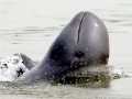 Irrawaddy Dolphin