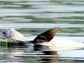 Irrawaddy Dolphin