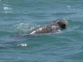 Irrawaddy Dolphin