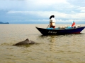 Irrawaddy Dolphin