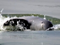 Irrawaddy Dolphin