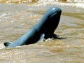 Irrawaddy Dolphin