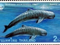 Irrawaddy Dolphin