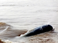 Irrawaddy Dolphin