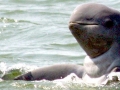 Irrawaddy Dolphin