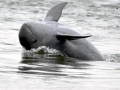 Irrawaddy Dolphin
