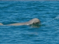 Irrawaddy Dolphin