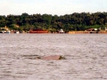 Irrawaddy Dolphin