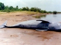 Irrawaddy Dolphin