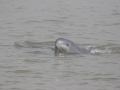 Irrawaddy Dolphin