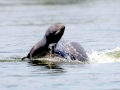 Irrawaddy Dolphin