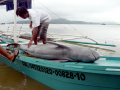 Irrawaddy Dolphin