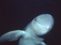 Irrawaddy Dolphin