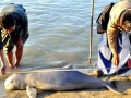 Irrawaddy Dolphin