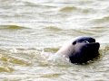 Irrawaddy Dolphin