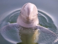 Irrawaddy Dolphin