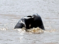Irrawaddy Dolphin