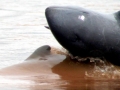 Irrawaddy Dolphin