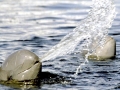 Irrawaddy Dolphin