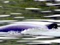 Irrawaddy Dolphin