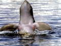 Irrawaddy Dolphin