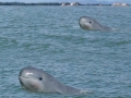 Irrawaddy Dolphin
