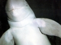 Irrawaddy Dolphin