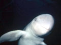 Irrawaddy Dolphin