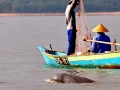 Irrawaddy Dolphin