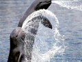 Irrawaddy Dolphin