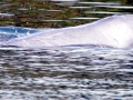 Irrawaddy Dolphin
