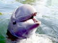 Irrawaddy Dolphin