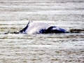Irrawaddy Dolphin