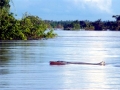 Irrawaddy Dolphin