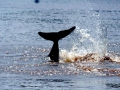 Irrawaddy Dolphin