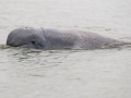 Irrawaddy Dolphin