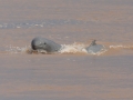Irrawaddy Dolphin