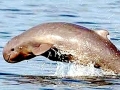 Irrawaddy Dolphin
