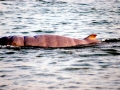 Irrawaddy Dolphin