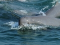 Irrawaddy Dolphin