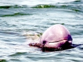 Irrawaddy Dolphin