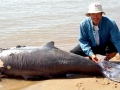 Irrawaddy Dolphin