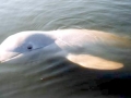 Irrawaddy Dolphin