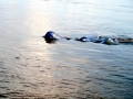 Irrawaddy Dolphin