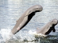 Irrawaddy Dolphin