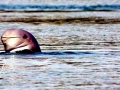 Irrawaddy Dolphin