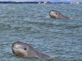 Irrawaddy Dolphin