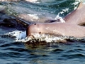 Irrawaddy Dolphin
