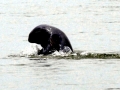 Irrawaddy Dolphin