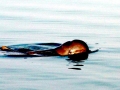 Irrawaddy Dolphin
